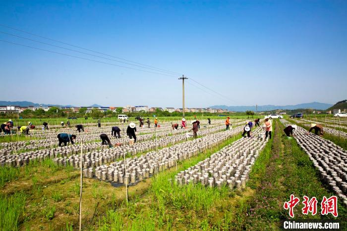 衡东县黑木耳基地。衡东县委宣传部供