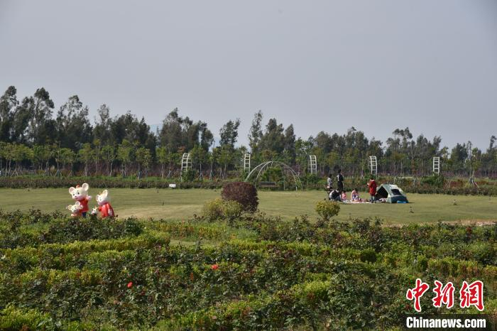 游客漩门湾湿地公园露营 范宇斌 摄
