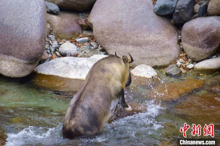 青川县唐家河自然保护区工作人员近距离拍到扭角羚。　陶剑 摄