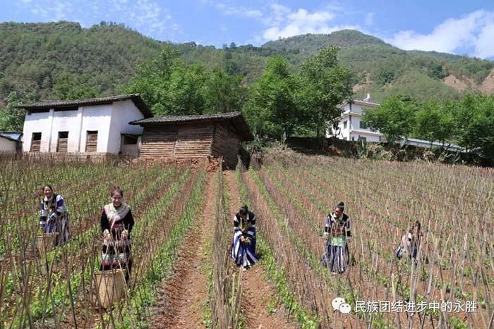 永胜松坪：民族家园谱新篇