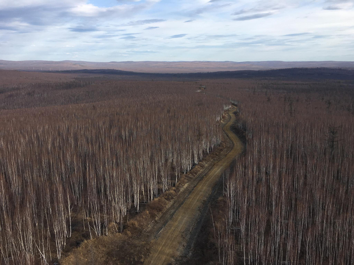 　黑龙江大兴安岭 &nbsp;澎湃新闻记者 刁凡超 图