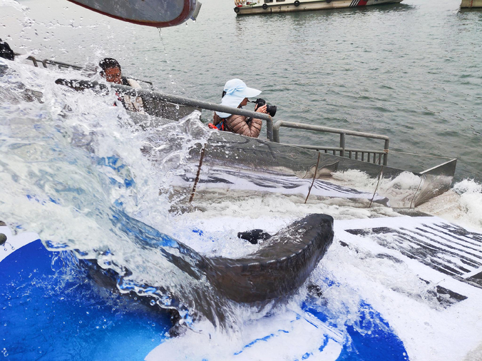 　　中华鲟放流活动现场。 澎湃新闻记者 徐路易 摄