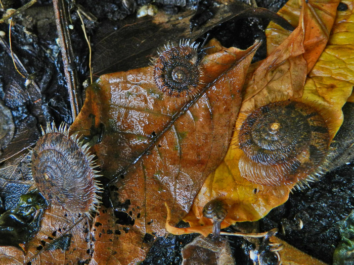 多毛环肋螺。（摄影 周清华）