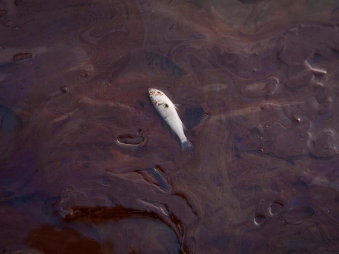  研究发现，PAHs的含量高损害了鱼类健康，特别是对肝脏的影响。 资料图