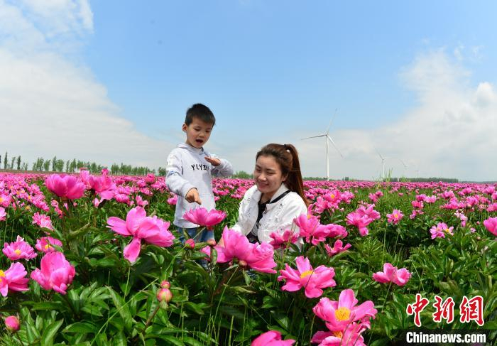 靓丽的花海风景吸引游客拍照留念。　杨风胜 摄