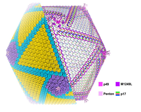 非洲猪瘟病毒衣壳结构
