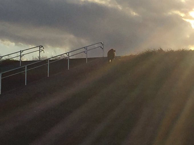 网友拍摄到的野猪（Twitter）