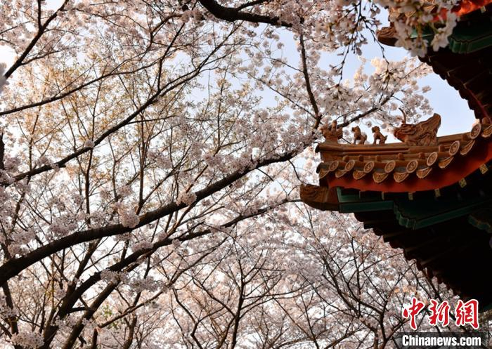 樱花灿若云霞，满园缤纷。　朱志庚 摄