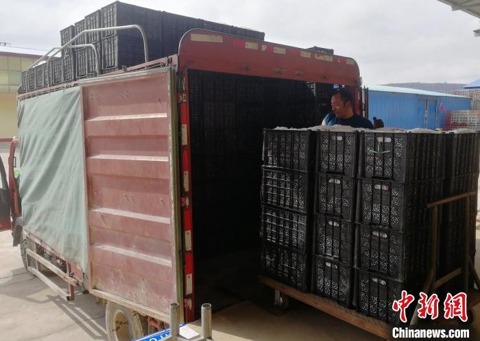 正在出库的吉县苹果，准备运往全国各地。郑晓锋供图