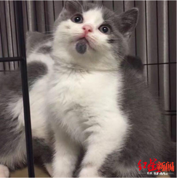  ↑“大蒜”（克隆本体）