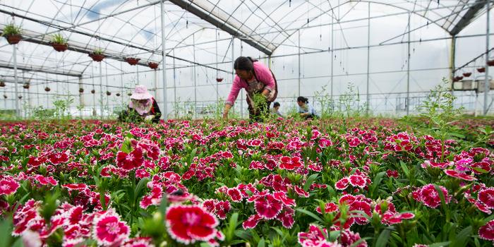如何促进江苏农业高质量发展,开启乡村振兴新