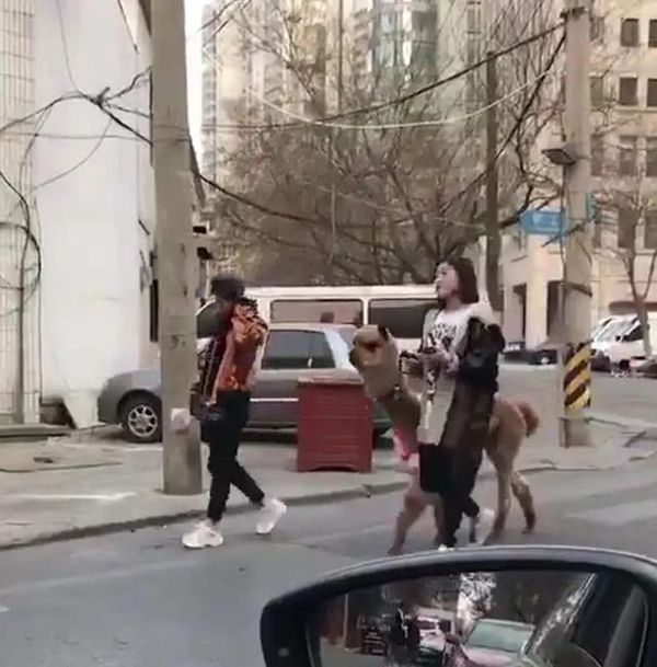 姑娘牵着羊驼溜达 图片来自网络