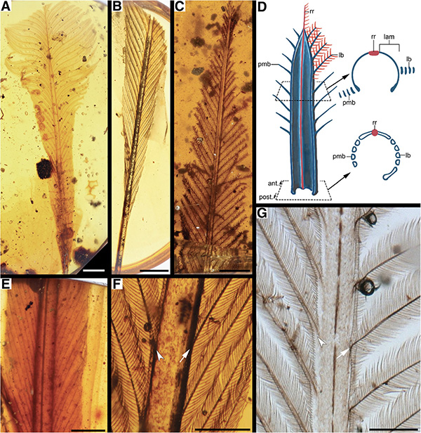 琥珀中全新羽毛及其羽轴模型图