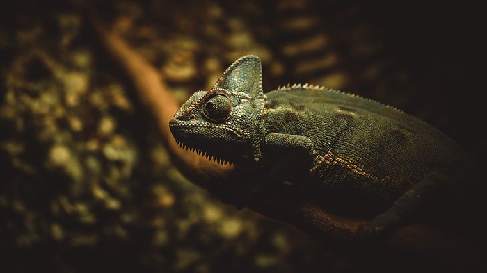 ▲变色龙资料图 &nbsp; 图片来源：视觉中国