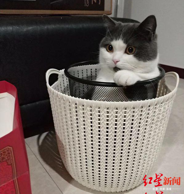  ↑“大蒜”（克隆本体）