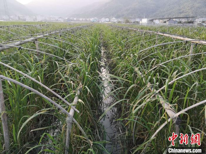     浙江台州黄岩双季茭白示范基地　范宇斌　摄