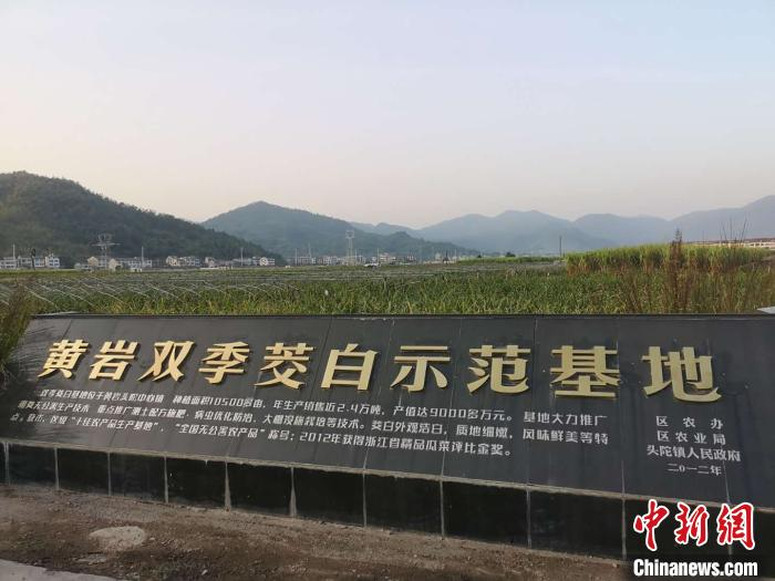 浙江台州黄岩双季茭白示范基地 范宇斌 摄