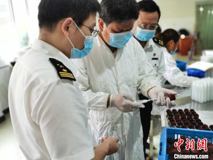 台州海关关员对当天报检的杨梅进行感官检验。 台州海关供图