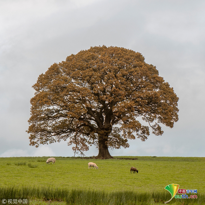 英国摄影师耐心跟踪橡树 拍出四季变幻