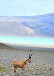 藏羚羊在羌塘国家级自然保护区内漫步。