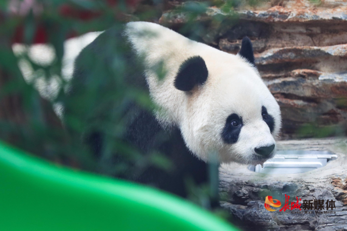 资料图。 长城新媒体记者 刘潇 摄