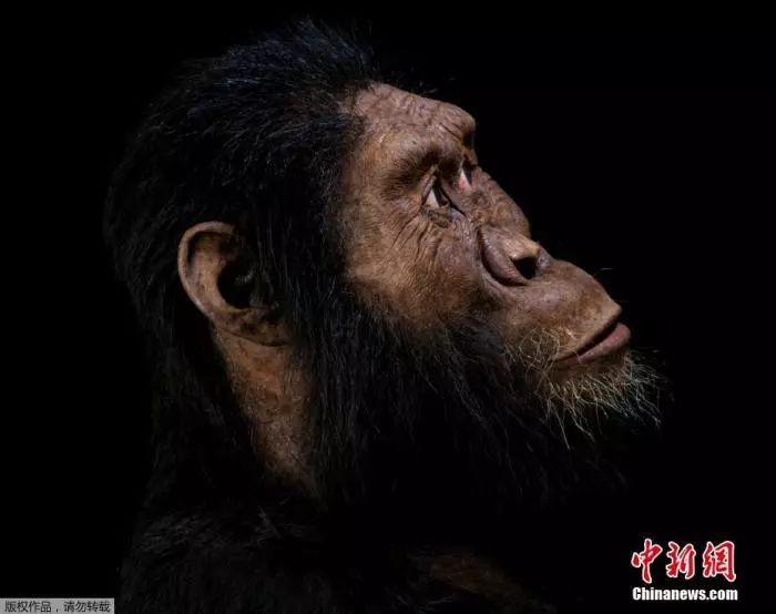资料图：当地时间8月28日，美国克利夫兰自然历史博物馆于28日公布了在埃塞俄比亚发现的距今380万年“非常完整的”南方古猿头骨，这一发现或再次挑战了人类对进化的看法。长期以来，南方古猿经常被称为人属的祖先，也就是我们现代人——智人的祖先。