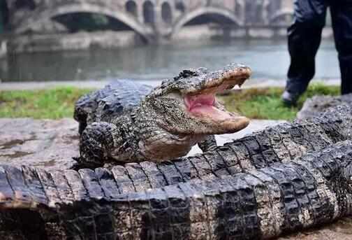 ▲扬子鳄。 图/新华社