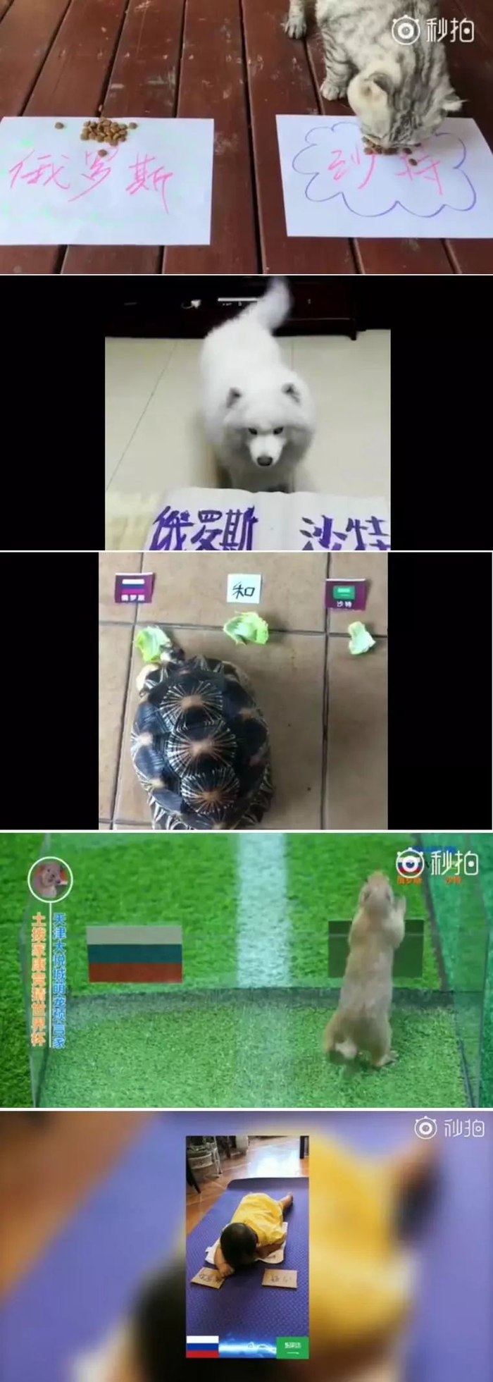 从章鱼哥，到阿喀琉斯，再到人工智能，世界杯预测谁最靠谱？|世界杯|人工智能|章鱼哥|世界杯|人工智能_手机新浪网