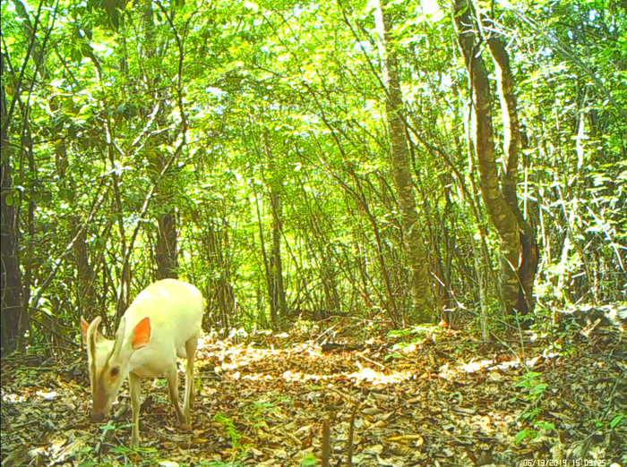  白化小麂视频截图 来源：神农架国家公园管理局提供