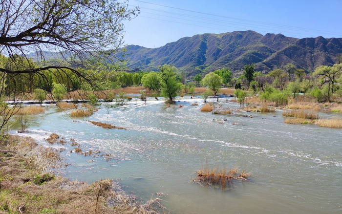 永定河迎来新水生机勃勃。新京报记者 王巍 摄