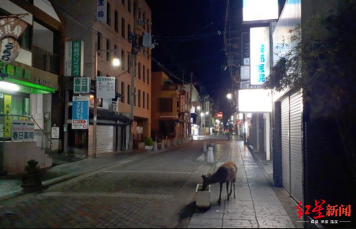 ▲没有了鹿仙贝，奈良梅花鹿开始进入城区找食物（图据《朝日新闻》）