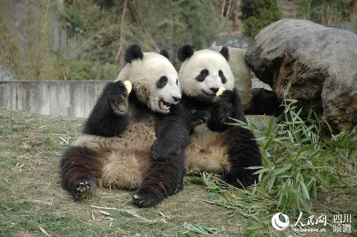 香港海洋公园大熊猫盈盈乐乐首次成功自然交配