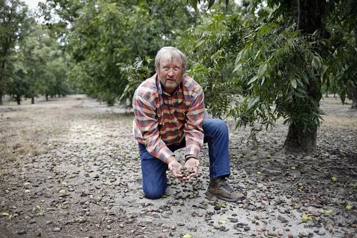  10月24日，在美国佐治亚州奥西拉，兰迪·哈德逊在农场中展示山核桃。新华社记者李木子摄
