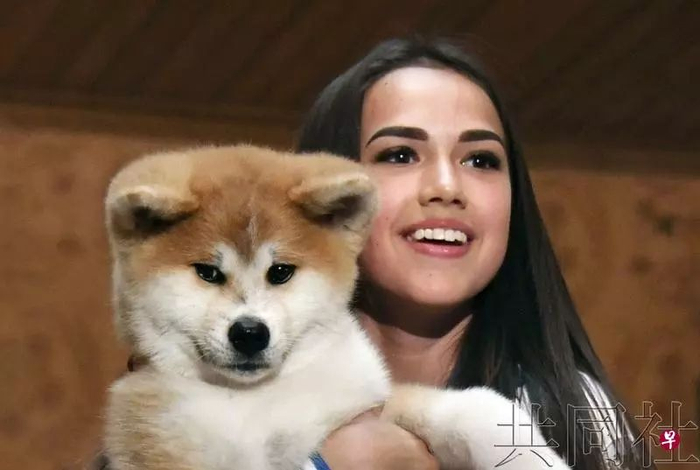 ▲日本“秋田犬保存会”26日把一只秋田犬幼崽赠给了平昌冬奥会女子花滑金牌得主、俄罗斯选手阿丽娜·扎吉托娃。（新加坡《联合早报》）