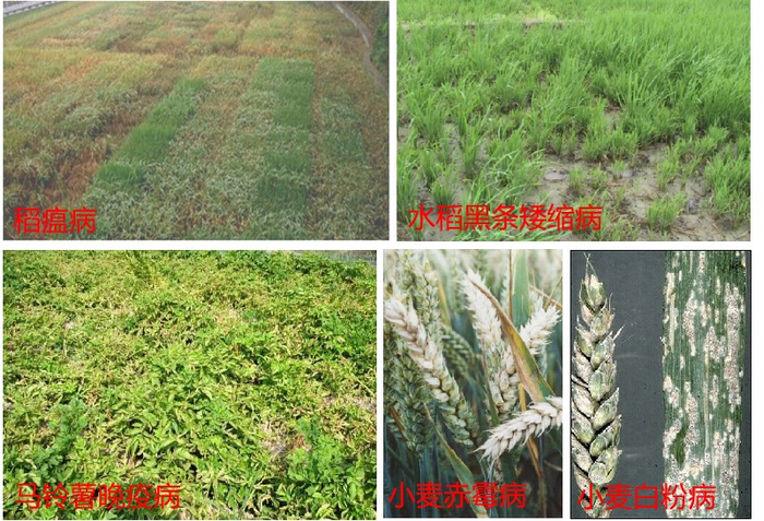 植物常见的病害。图源：清华大学柴继杰团队提供
