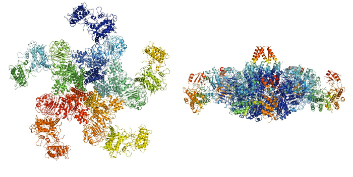 中国科学家发现的“抗病小体”结构，像一个五角星。图源：清华大学柴继杰团队提供