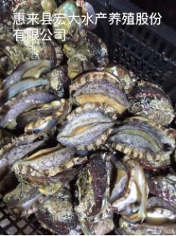 赏海景、品佳鲍！揭阳台美女帅哥主播今天下午带您走进惠来鲍鱼国际网络节