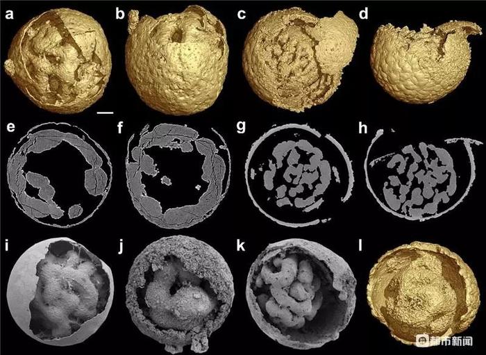6.1亿年前胚胎化石被发现揭晓先有鸡还是先有蛋_手机新浪网
