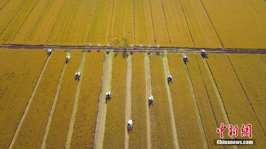 资料图：田间地头丰收景象。孟德龙 摄