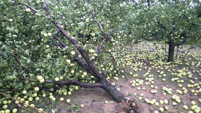  图为被称为“梨都”的安徽省砀山县梨园受灾情况。