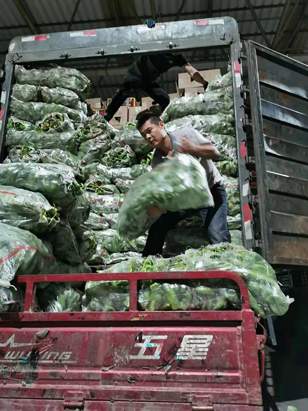 寿光蔬菜产业的崛起也带来了大量的就业机会 本文图均为 澎湃新闻记者 张家然 图