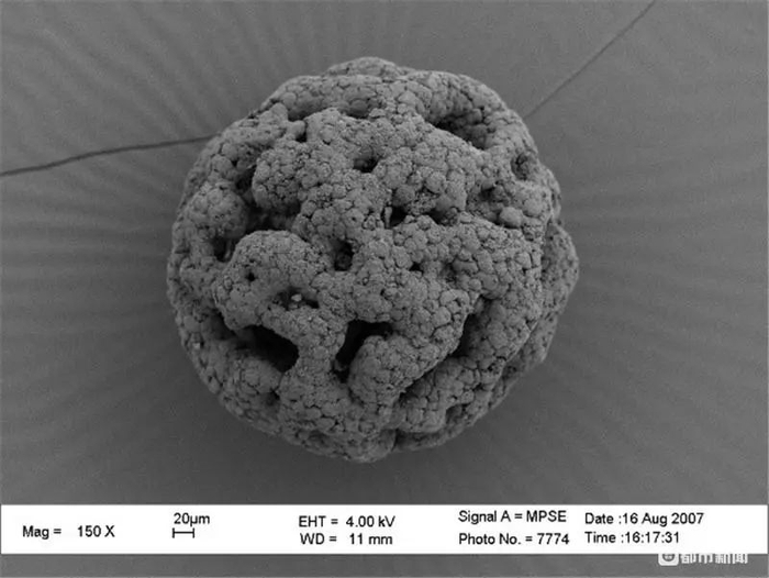 笼脊球化石的扫描电镜图像