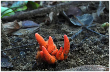 火珊瑚毒菌 图源：法新社