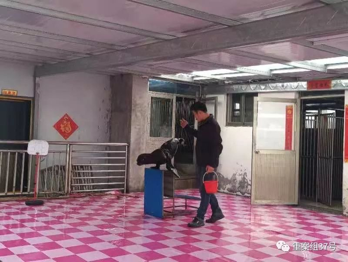 ▲3月2日，东恒海洋馆驯养的海狮。新京报记者 康佳 摄