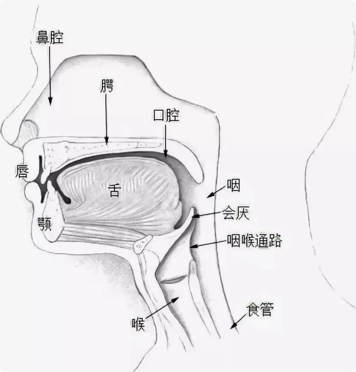 为了飙高音,人类成了动物界为数不多会噎死的物种__财经头条__新浪财经