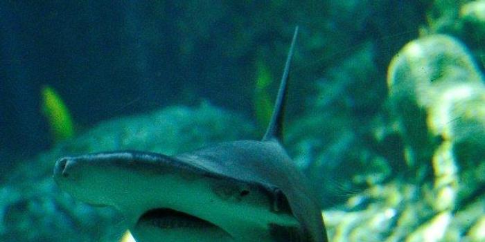 科学家首次发现主要吃素的杂食鲨鱼