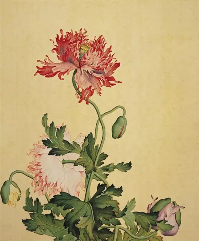 鉴赏|清廷画师郎世宁精品作品集|郎世宁|精品|奉宸苑|伽斯|西洋人_新浪新闻