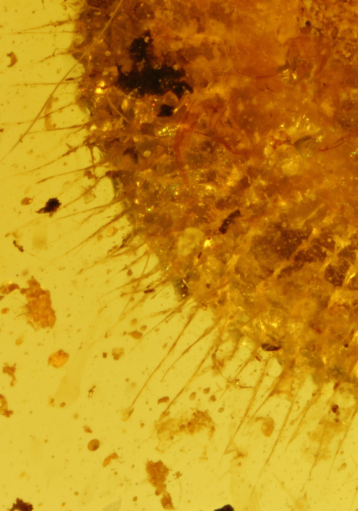 琥珀毛环口螺的毛特写。