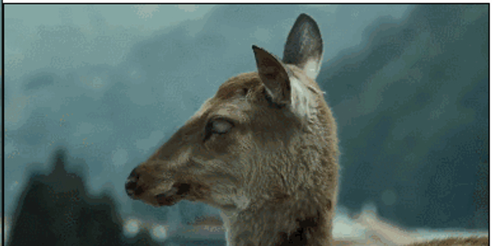 "僵尸鹿"感染美24州,《釜山行》成真?