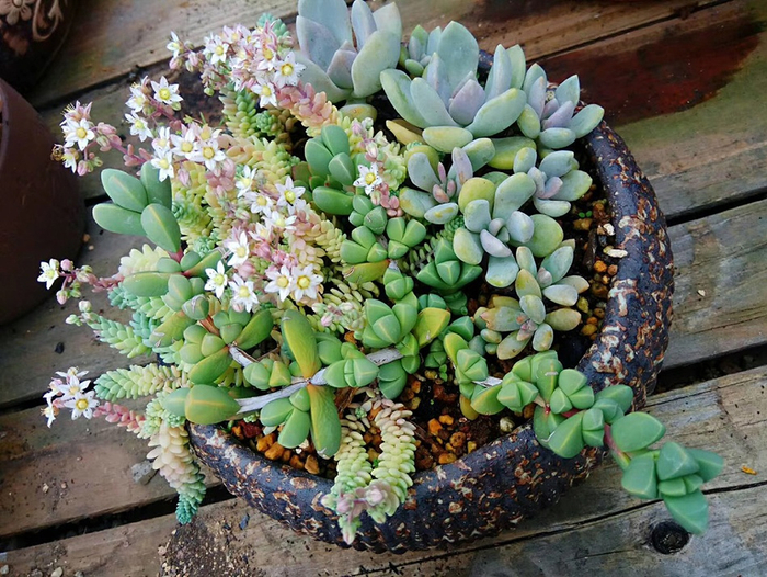  今年5月，小雪一时兴起，买了很多盆植物放在家里，多肉植物是其中养的最好的植物。